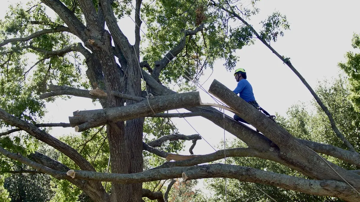 Professional Hazardous Tree Removal performed by certified arborists in Stigler